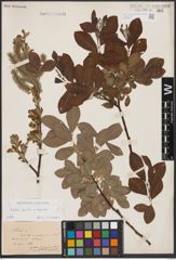 Foto von Salix aurita L. x Salix caprea L.